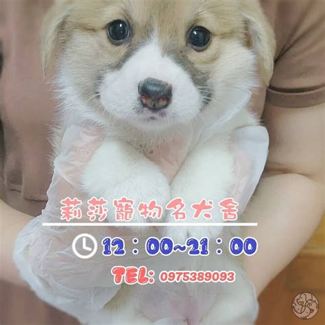 買小狗|莉莎寵物名犬舍